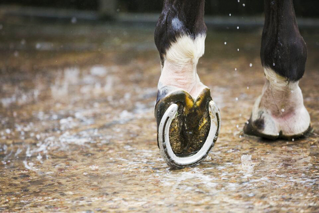 Horsesho